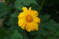 Yellow flowers greenary background