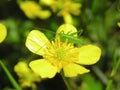 Yellow flowers with a grig