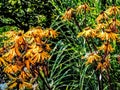 Yellow Flowers grouped Royalty Free Stock Photo