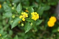 Yellow flowers grow in bloom in the garden