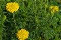 Yellow flowers grow in the garden on a sunny August day