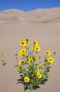 Yellow Flowers Growing In Dunes