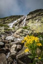 Yellow flowers growing from the ground in front of a waterfall Royalty Free Stock Photo