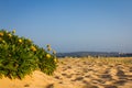 Yellow flowers growing in sand dunes under a blue sky. Royalty Free Stock Photo