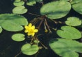 Yellow flowers growing in the swamp