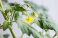 Yellow flowers growing on tomato plant, closeup view. Agrobusiness and farming concept. Agricultural business, agriculture Royalty Free Stock Photo