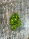 Yellow flowers growing on a vertical concrete wall Royalty Free Stock Photo