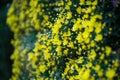 Yellow flowers hanging from the vertical garden