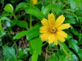 Yellow flowers have a bright and cheerful impression Royalty Free Stock Photo