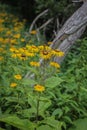 Yellow flowers of a heartleaf oxeye