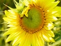 Sunflower with developing seed head in summer sun Royalty Free Stock Photo