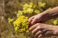 Yellow flowers of helichrysum arenarium or dwarf everlast