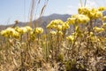 Yellow flowers of helichrysum arenarium or dwarf everlast Royalty Free Stock Photo