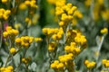 Helichrysum stoechas, known as Mediterranean strawflower, curry plant, or eternal flower Royalty Free Stock Photo