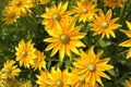 Yellow flowers Heliopsis.