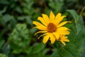 Yellow flowers. Heliopsis, an excellent tall perennial for the backdrop of a flower bed Royalty Free Stock Photo