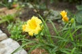 Yellow flowers of hemerocallidoideae hemerocallis cream drop in the garden. Summer and spring time Royalty Free Stock Photo