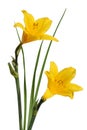Yellow flowers Hemerocallis Royalty Free Stock Photo