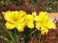 Yellow flowers Hemerocallis ( Lilium bulbiferum, Narcissus ) . Royalty Free Stock Photo