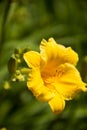 Yellow flowers, Hemerocallis Royalty Free Stock Photo