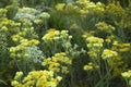 Yellow flowers of herbal plant helichrysum arenarium immortelle on meadow in summer