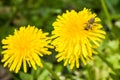 Yellow flowers and Honey bee collecting pollen Royalty Free Stock Photo