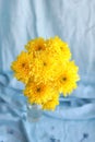 Yellow flowers hrysanthemums in a vase on a blue background Royalty Free Stock Photo