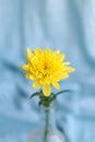 Yellow flowers hrysanthemums in a vase on a blue background Royalty Free Stock Photo