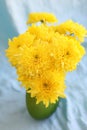 Yellow flowers hrysanthemums in a vase on a blue background Royalty Free Stock Photo