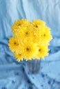 Yellow flowers hrysanthemums in a vase on a blue background Royalty Free Stock Photo