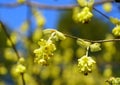 The yellow flowers of Hybrid Witch-Hazels tree