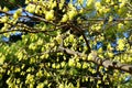 The yellow flowers of Hybrid Witch-Hazels tree