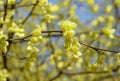 The yellow flowers of Hybrid Witch-Hazels tree