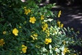 Yellow flowers of Hypericum Calycinum Hidcote. Royalty Free Stock Photo