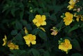 Yellow flowers of Hypericum Calycinum Hidcote. Royalty Free Stock Photo