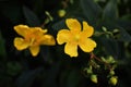 Yellow flowers of Hypericum Calycinum Hidcote. Royalty Free Stock Photo