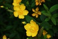 Yellow flowers of Hypericum Calycinum Hidcote. Royalty Free Stock Photo