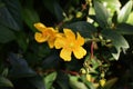 Yellow flowers of Hypericum Calycinum Hidcote. Royalty Free Stock Photo