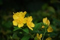 Yellow flowers of Hypericum Calycinum Hidcote. Royalty Free Stock Photo