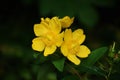 Yellow flowers of Hypericum Calycinum Hidcote. Royalty Free Stock Photo
