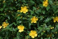 Yellow flowers of Hypericum Calycinum Hidcote. Royalty Free Stock Photo