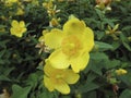 Hypericum patulum in bloom Royalty Free Stock Photo