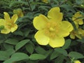 Hypericum patulum in bloom Royalty Free Stock Photo