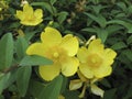 Hypericum patulum shrub in bloom Royalty Free Stock Photo