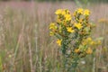 Yellow flowers of Hypericum perforatum (perforate St John`s-wort) in a field in the morning, close up, copy space