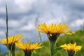 Yellow flowers of Hypochaeris uniflora close-up against a cloudy sky Royalty Free Stock Photo