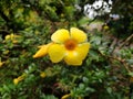 Yellow flowers image blurred background