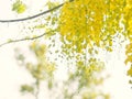 Yellow flowers that are inflorescence hanging from the flowering trees in the summer of Thailand, the Thai people called Ratchapru