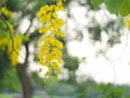 Yellow flowers that are inflorescence hanging from the flowering trees in the summer of Thailand, the Thai people called Ratchapru