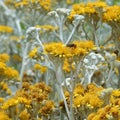 Yellow flowers with an insect